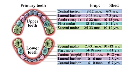 Children’s teeth: What is the normal time of eruption | Dr. Kilby